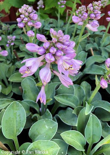 Hosta Tarhafunkia-Ryhm 'Blue Mouse Ears', jalokuunlilja